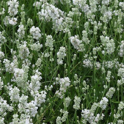 Лаванда Hidcote White (ОКС)