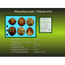 Грецкий орех Яблунивский (привитый) однолетний