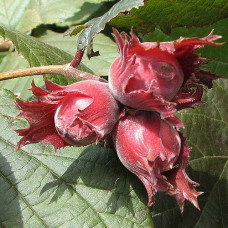 Фундук червонолистий Варшавський однорічний / сіянець Фундук червонолистий Варшавський однорічний / сіянець