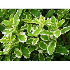 Мята ананасная (Mentha rotundifolia Ananasminze)