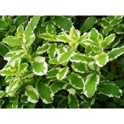 Мята ананасная (Mentha rotundifolia Ananasminze)