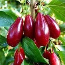 Кизил Семен (сеянец)