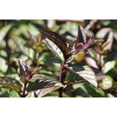 Мята шоколадная (Mentha piperita citrata Chocolate)