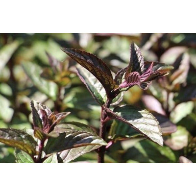 Мята шоколадная (Mentha piperita citrata Chocolate)