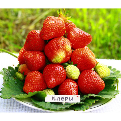 Клубника Клери (ОКС) 5штк