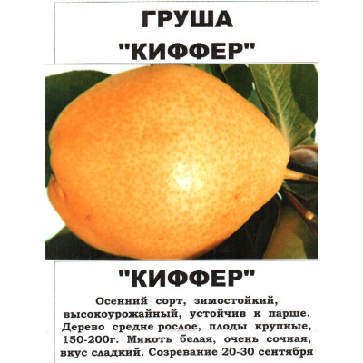 Груша Киффер (двухлетняя)