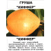 Груша Киффер (двухлетняя) Груша Киффер (двухлетняя)