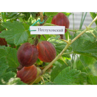 Саженцы крыжовника Неслухов
