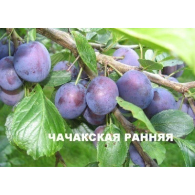 Слива Чачакская Ранняя (двухлетняя)