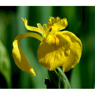 Ирисы Hollandica Yellow  (5шт.)