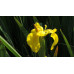 Ирисы Hollandica Yellow  (5шт.)