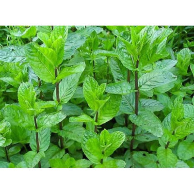 Мята грушевая (Mentha Pyrus)