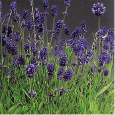Лаванда Lavance Purple дворічна (ВКС)