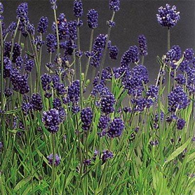 Лаванда Lavance Purple (ВКС)