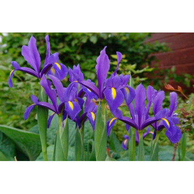 Іриси Hollandica Discovery Purpule (5шт.)