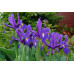 Іриси Hollandica Discovery Purpule (5шт.)