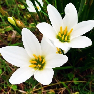 Зефирантес Candida (3 шт.)