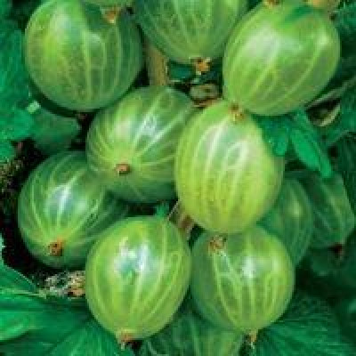 Саженцы крыжовника Мукуринес