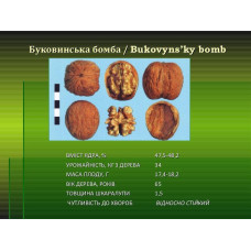 Грецкий орех Буковинская Бомба (привитый) 2-х летний