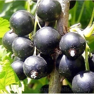 Чорна смородина Софіївська (дворічний)
