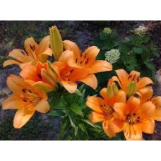 Лілія Orange Ton