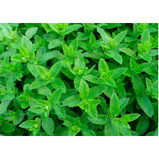 Мята эвкалиптовая (Menta Eucalyptus)