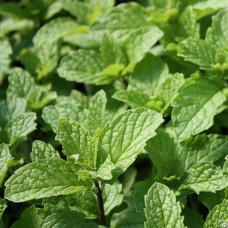 Мята мохито (Mеntha Mojito)