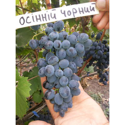 Саджанці винограду Осінній чорний