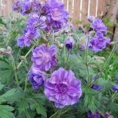 Герань Himalayense (кореневище)