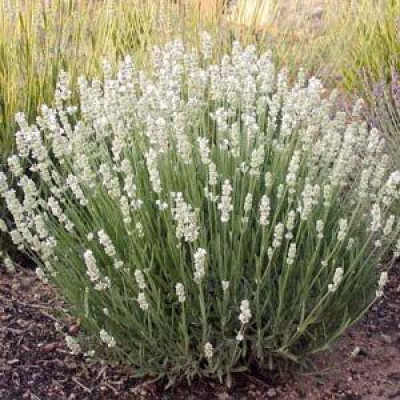 Лаванда белая Edelweiss (ОКС)