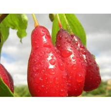 Кизил Элегантный (сеянец)