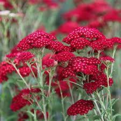 Тысячелистник Red Velvet (корневище)