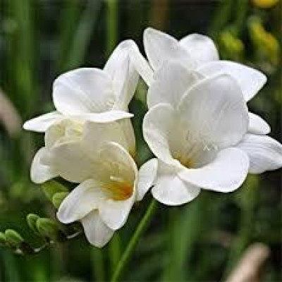 Фрезія Проста Біла (3 шт.)