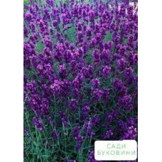 Лаванда вузьколиста Аngustifolia дворічна (ВКС)