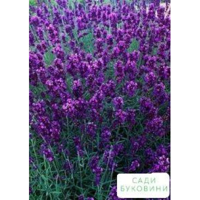 Лаванда вузьколиста Аngustifolia (ВКС)