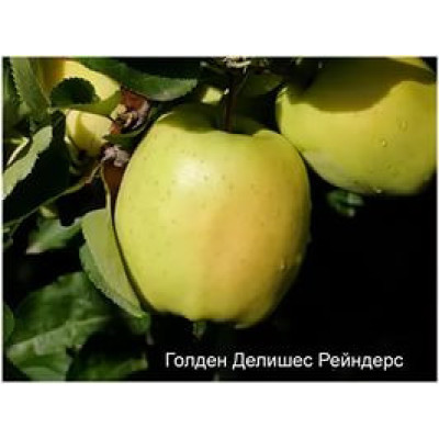 Саженцы яблони Голдан Рейнджерс
