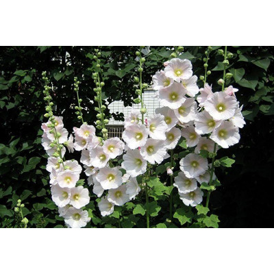 Мальва Rosea біла (ЗКС)