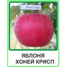 Яблуня Хоней Крісп (дворічна)