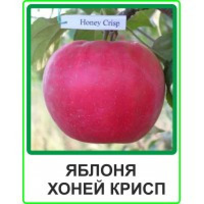 Саженцы яблони Хоней Крисп